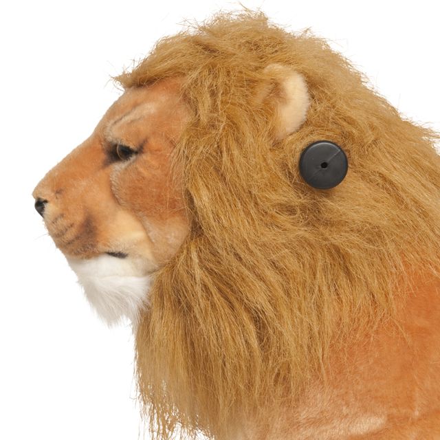 Leon Shimba Pequeño - zoom cabeza